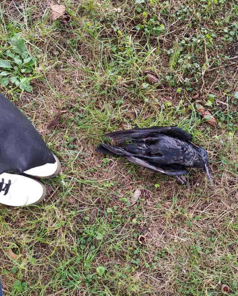 В Дубно погибли птицы dqxikeidqxidqrant