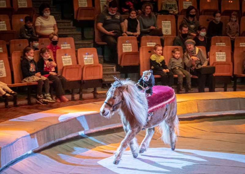 В цирке Ижевска звери выступили в нацистской символике dqxikeidqxidqeant