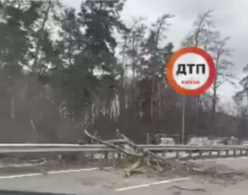 на Новообуховском шоссе на проезжую часть в сторону Обухова также упало дерево dqxikeidqxidqeant