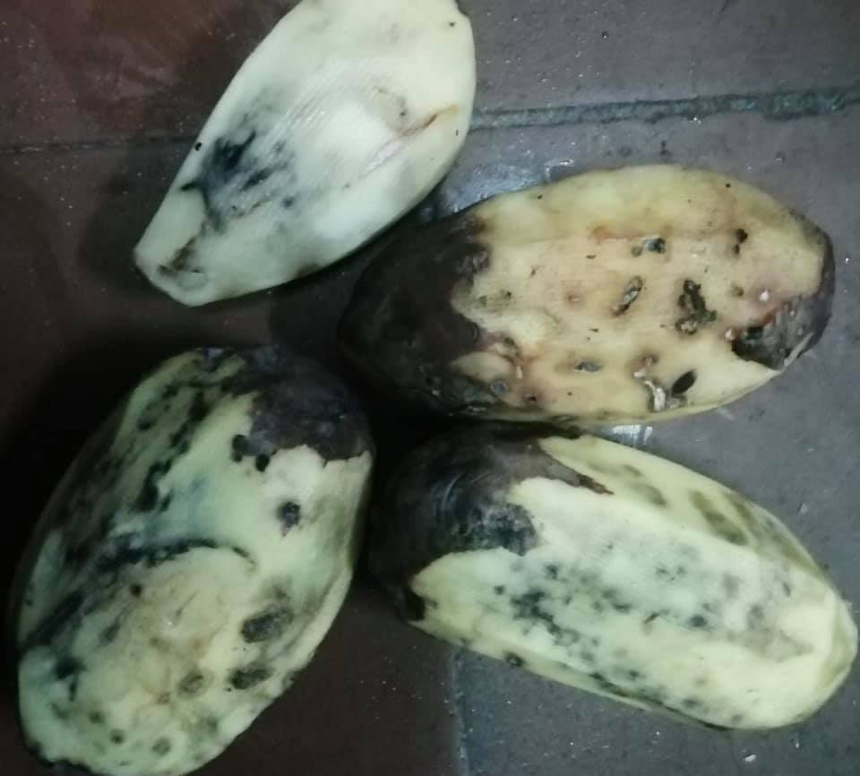 Гнилая картошка