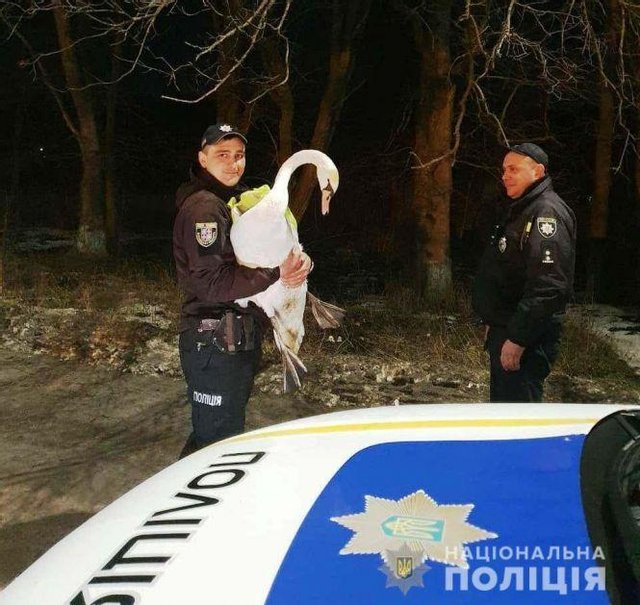 Дальнобойщик вовремя заметил лебедя и затормозил dqxikeidqxidqeant