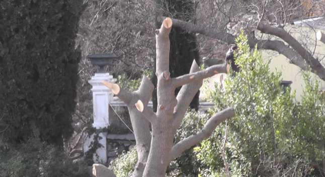 Поврежденное дерево dqxikeidqxidqeant