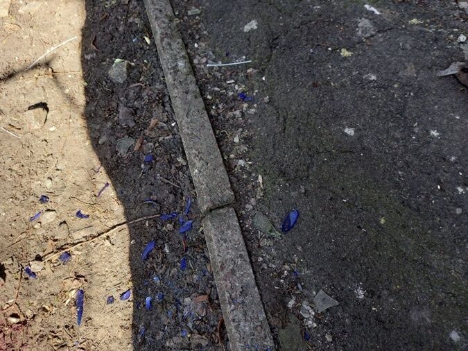 Место убийства Петровой. dqxikeidqxidqeant