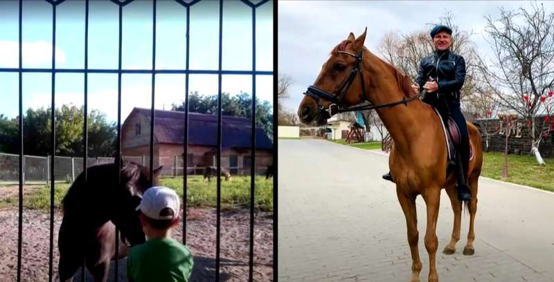 Есть ферма с пони и лошадьми dqxikeidqxidqrant