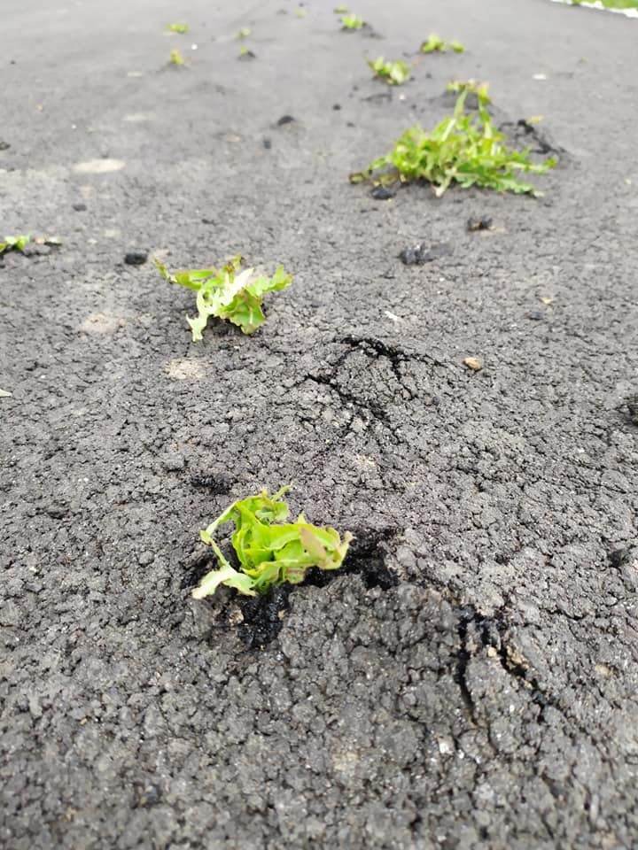        .  dqxikeidqxidqrant