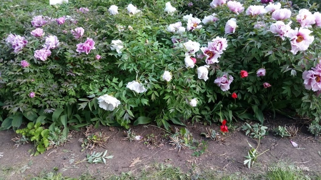 Уничтоженные растения одесса, ботанический сад, вандализм, растения dqxikeidqxidqrant