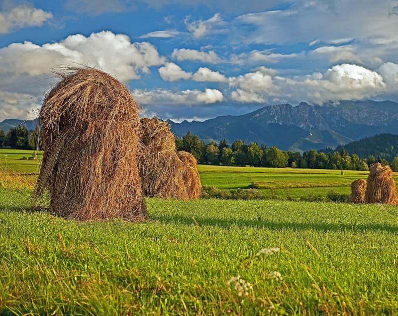 Сколько украинские заробитчане получают в Польше: названы самые востребованные вакансии dqxikeidqxidqeant