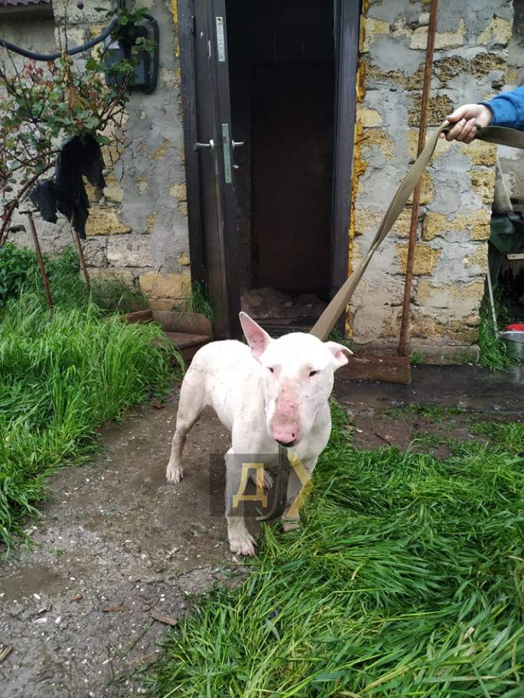 рятували собак знайшли маріхуану в Одесі рятували собак знайшли маріхуану в Одесі dqxikeidqxidqrant