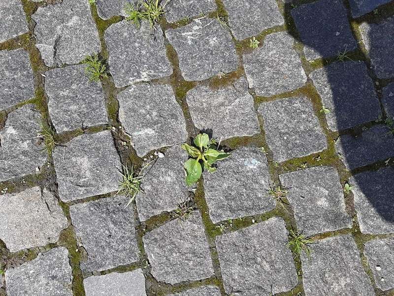 Следы от скамьи, на которой тащили сейф