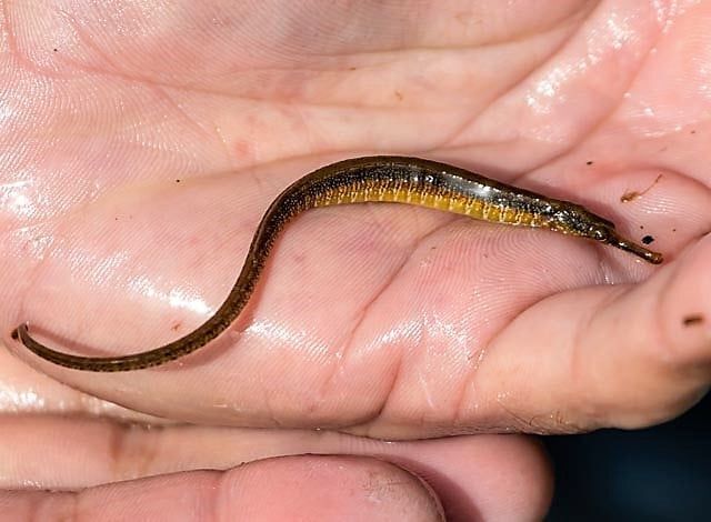 Итальянская рыба-игла появилась в столичных озерах.