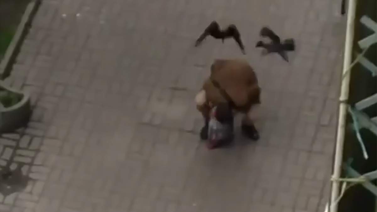 У Києві ворони атакують людей У Києві ворони атакують людей dqxikeidqxidqeant