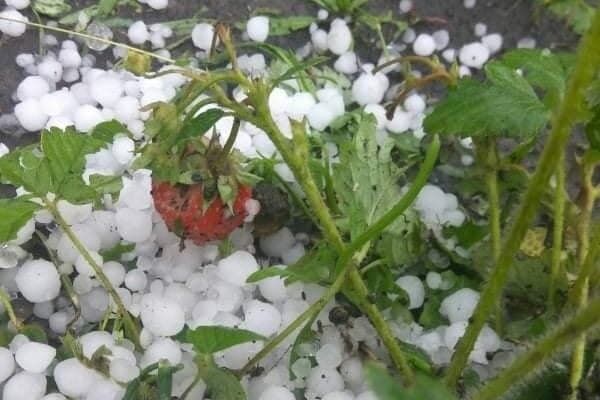 Побитая градом клубника dqxikeidqxidqrant