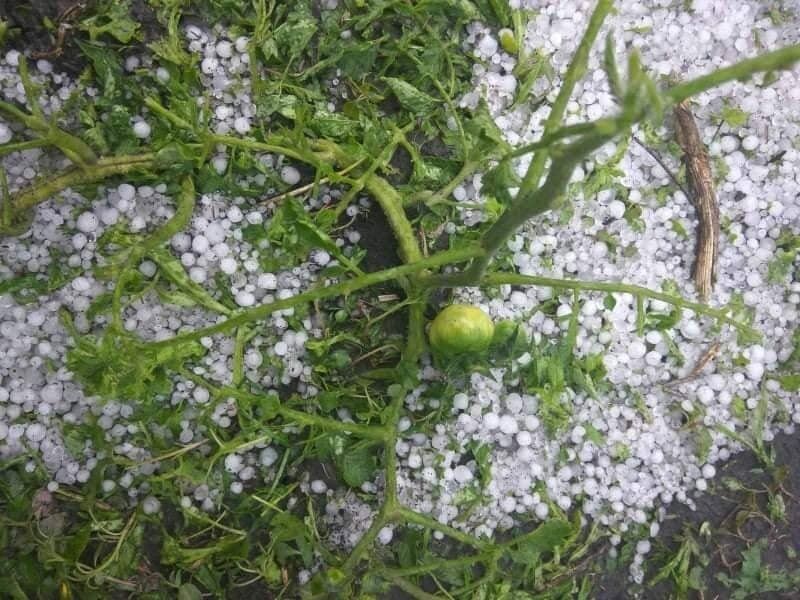 Помидоры также пострадали от града