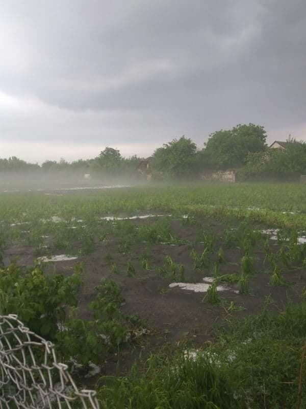 Град уничтожил урожай