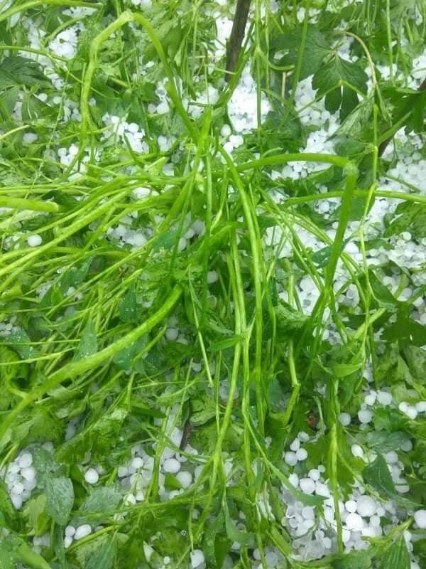 Овощи пострадали от града