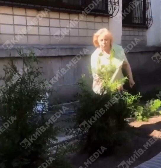 В Киеве женщина вырвала с корнями кусты, которые высадили сотрудники кафе. dqxikeidqxidqeant