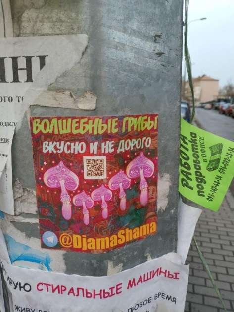 Галлюциногенные грибы на продажу / Фото автора