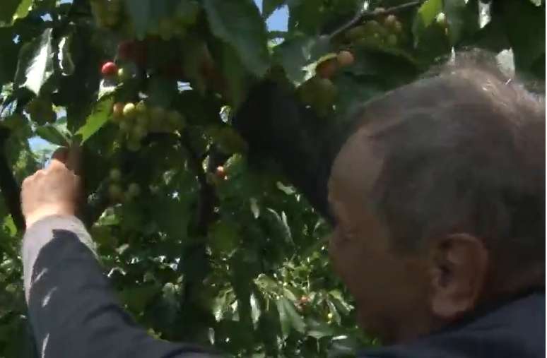 Дефицит черешни в Украине. dqxikeidqxidqrant