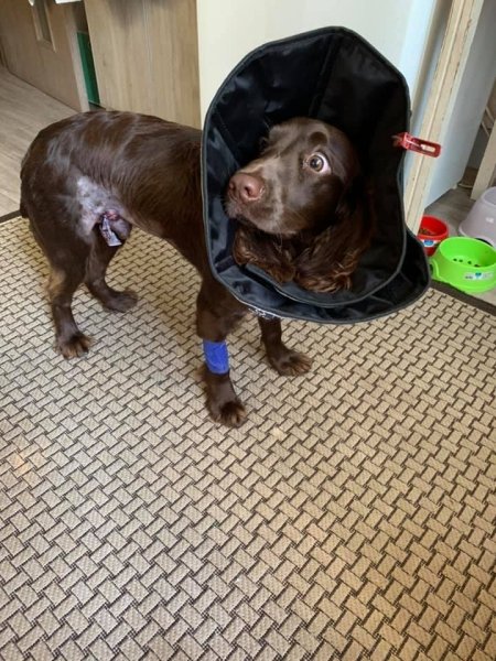 Нападение собак, Сумы dqxikeidqxidqrant