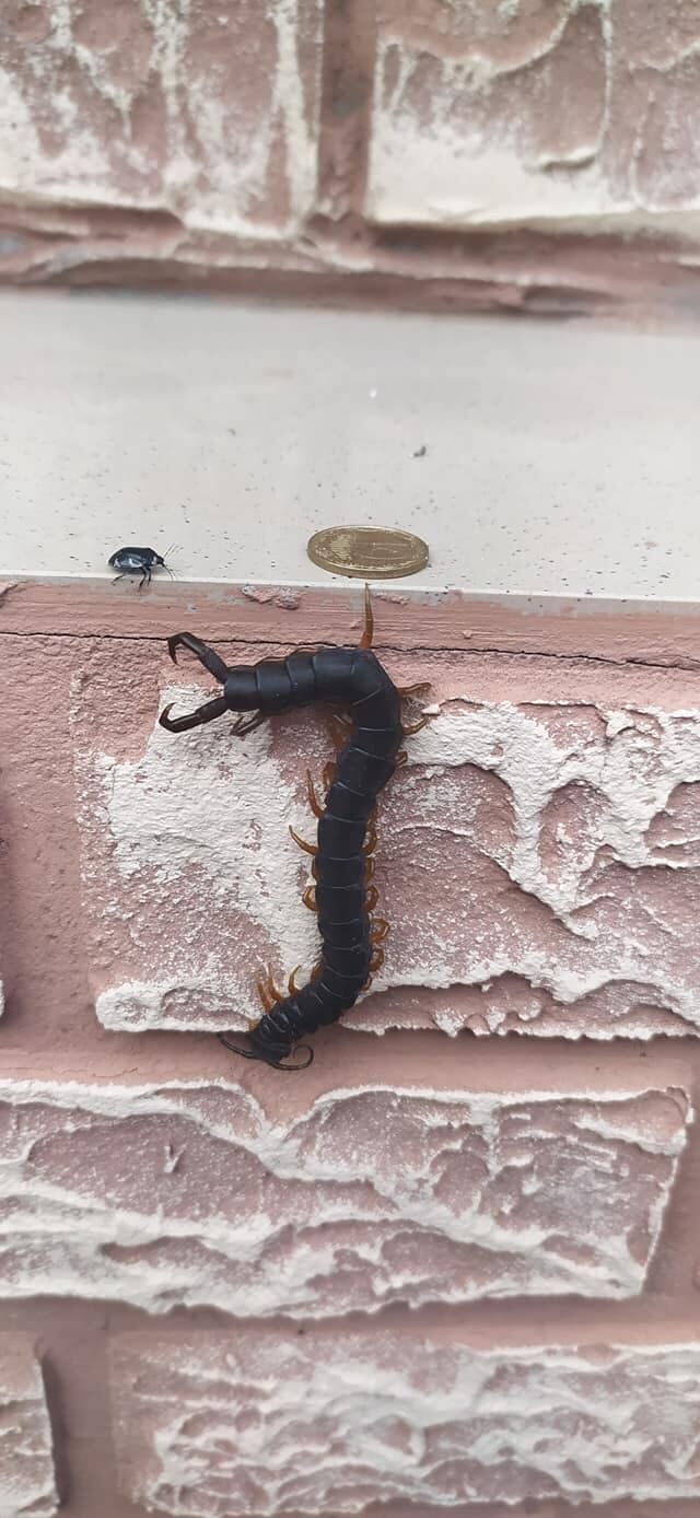 Сколопендру заметили в Кирилловке dqxikeidqxidqrant