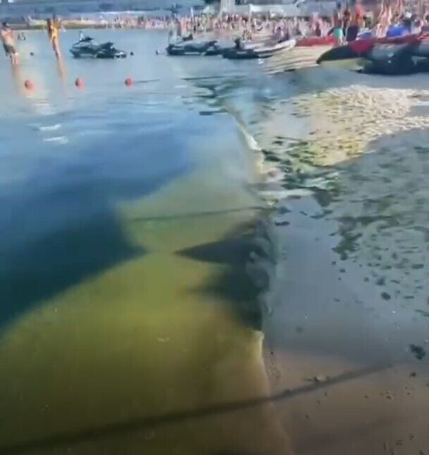 Черное море стало "зеленым"