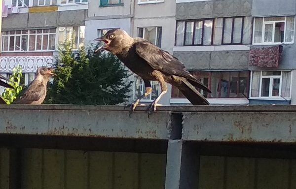 Атаки ворон наблюдаются каждый день dqxikeidqxidqeant