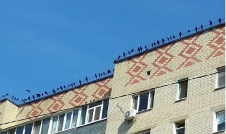 Птицы устраивают бесконечные драки