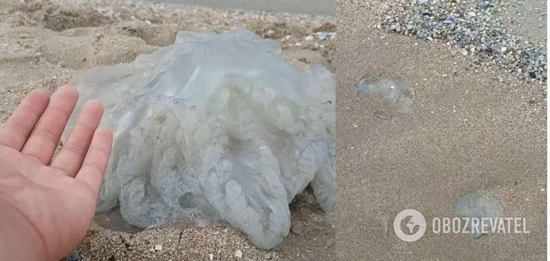 Медузы на пляжах в Бердянске dqxikeidqxidqeant