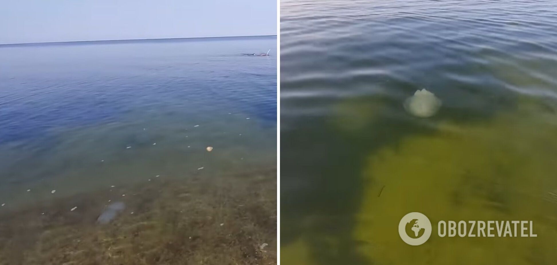 Медузы продолжают "атаковать" Азовське море
