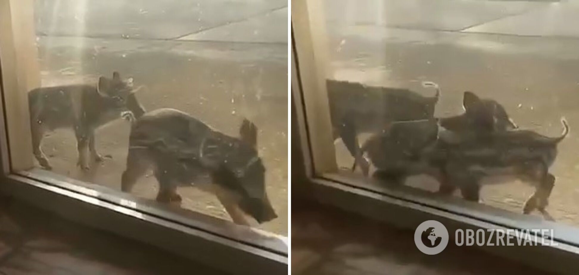 Дикие кабаны пытались dqxikeidqxidqeant