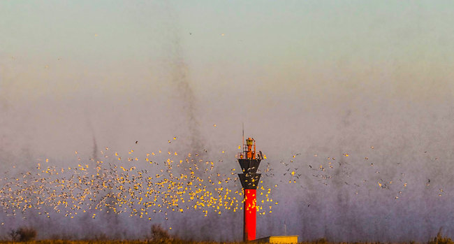 На Одесчине после ливней и жары - нашествие комаров 02