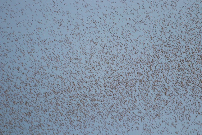 На Одесчине после ливней и жары - нашествие комаров 04