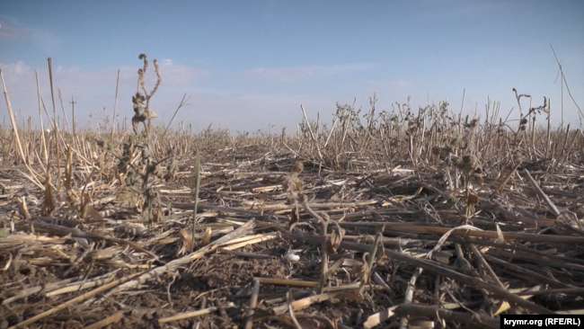   No-Till –    ,       . ,  