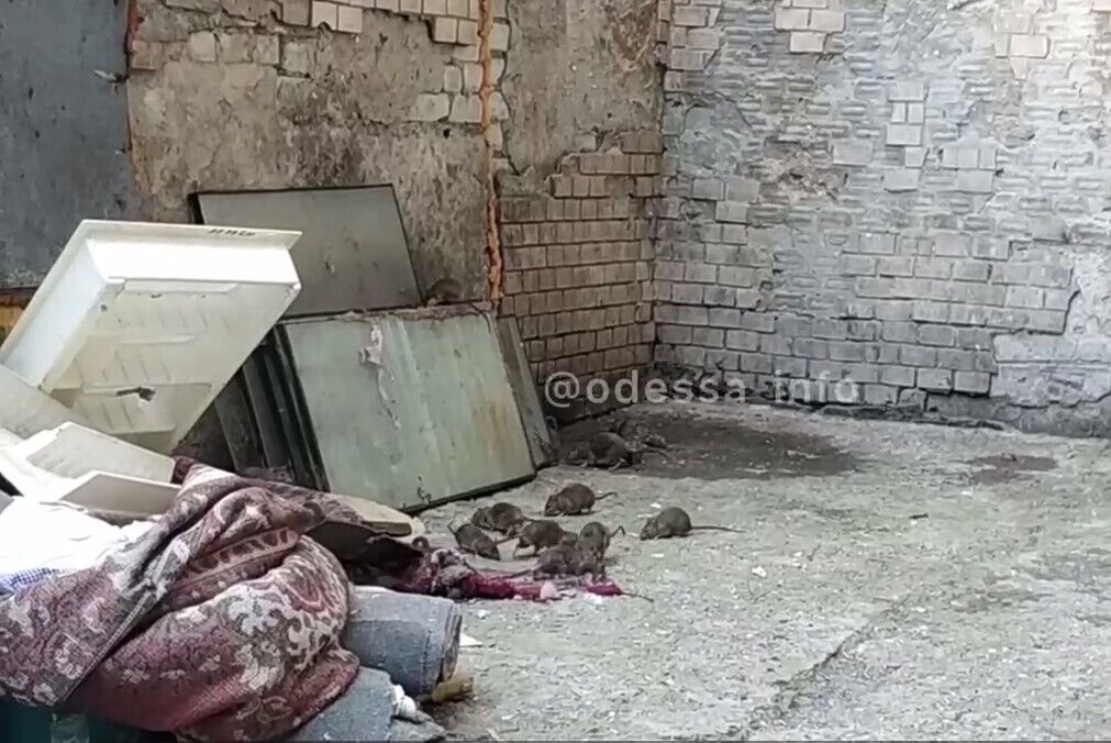 Крысы поселились возле общежития одесского вуза dqxikeidqxidqrant