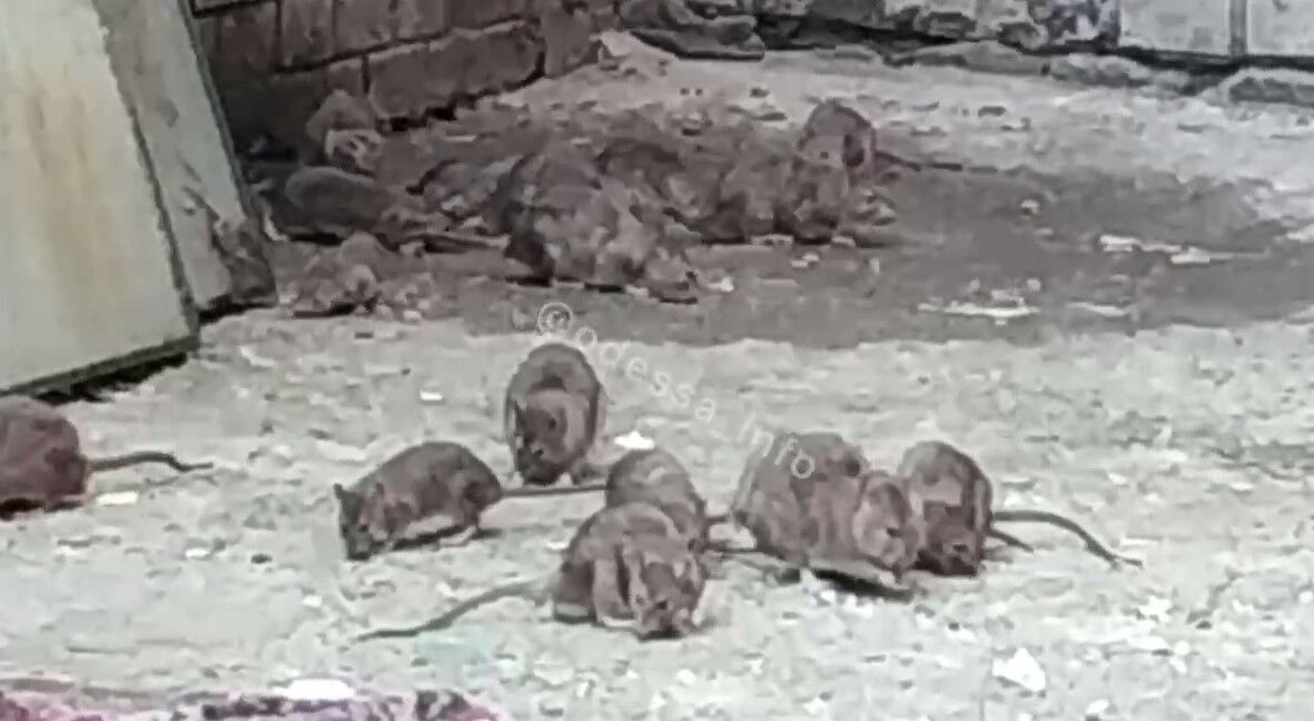 Местные жители говорят, что крысы проникли и в жилые квартиры