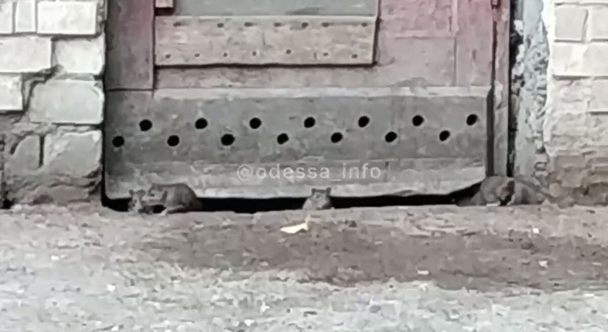 Грызуны не боятся людей