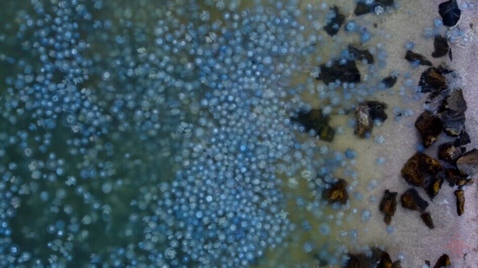 Отдых на Азовском море расстроил туристов.