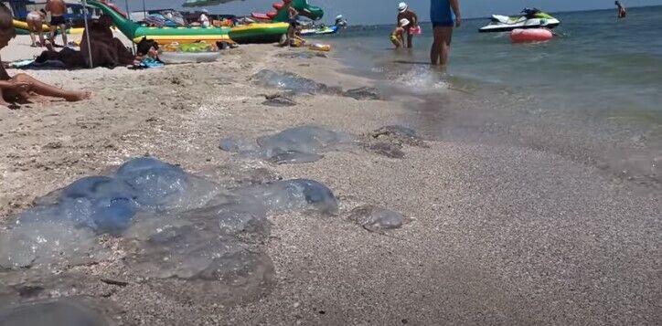 Медузы на побережье Кирилловки dqxikeidqxidqeant