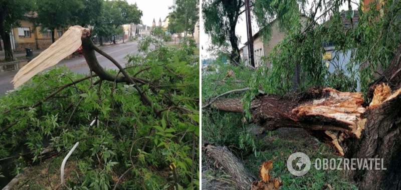 Шквальный ветер повалил десятки деревьев