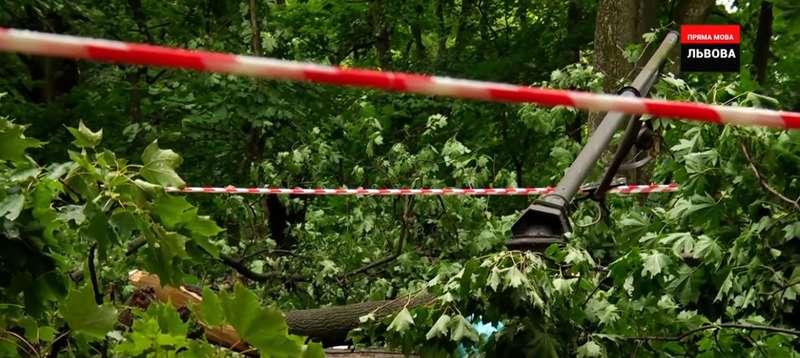 Дерево задело уличный фонарь, который тоже сломался и упал на молодых людей