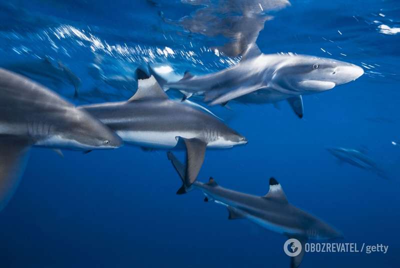 Атака акул dqxikeidqxidqrant