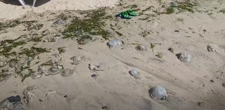 В Бердянске много мертвых медуз dqxikeidqxidqeant