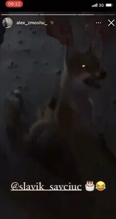 Издевательство над животным молодые люди сняли на камеру