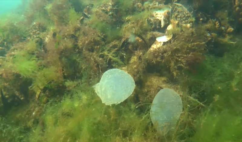 Яйца морских червей в одесском море dqxikeidqxidqrant