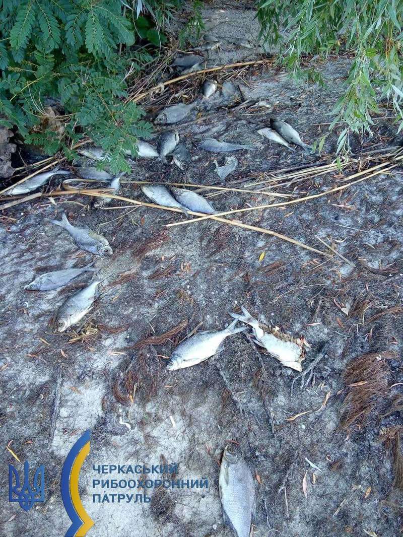 Рыба заражена солитером dqxikeidqxieeant