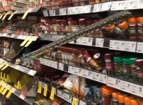 Змія dqxikeidqxidqrant