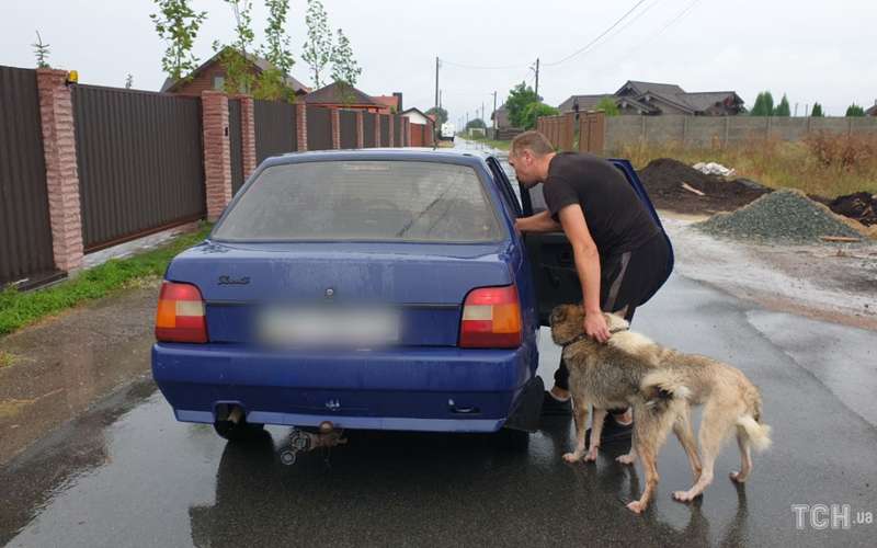 Собаки гуляли без намордников dqxikeidqxidqeant