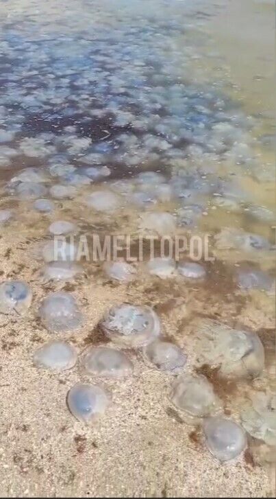 Из-за живности появился неприятный запах. dqxikeidqxidqrant