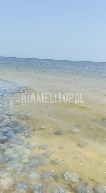 В Кирилловке много медуз.