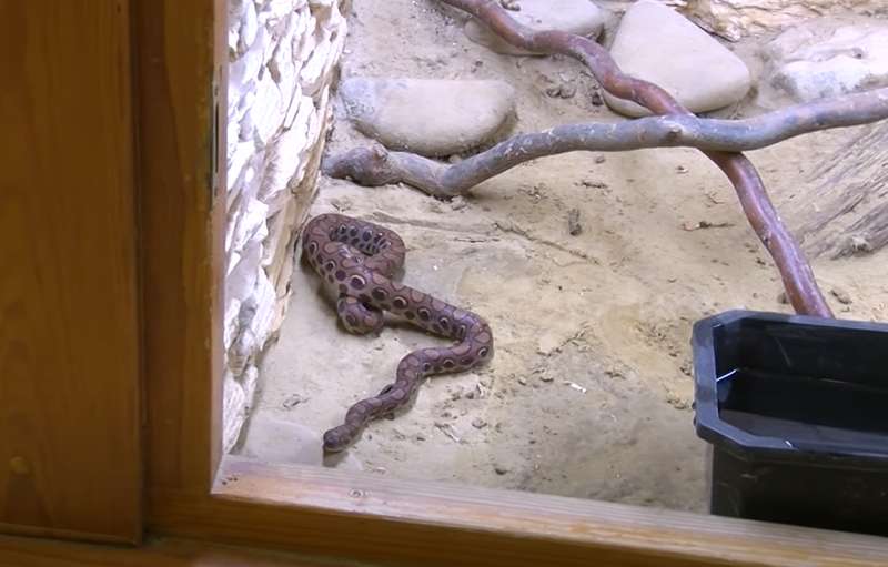 В Полтаве женщина нашла удава в туалете: чем закончилась опасное приключение dqxikeidqxidqrant